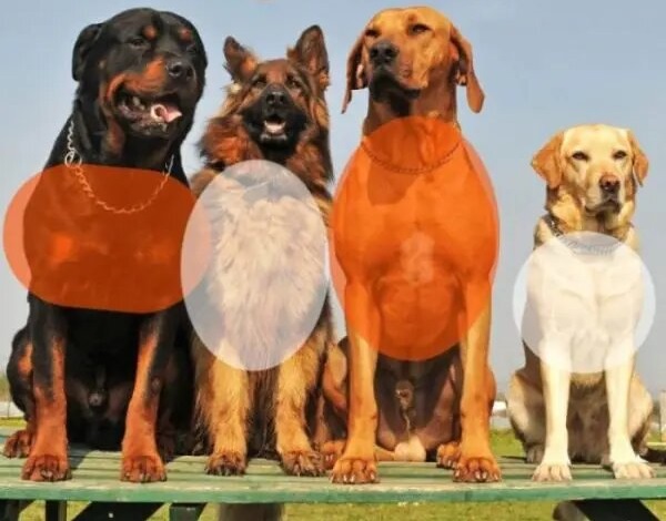 What Is Considered The Chest Of The Dog?