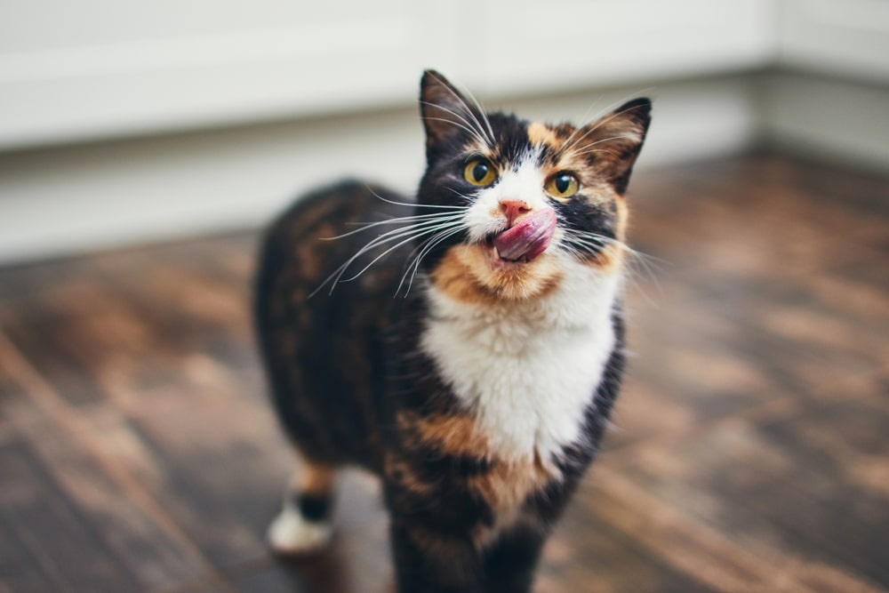 What to do if your cat is hiccuping