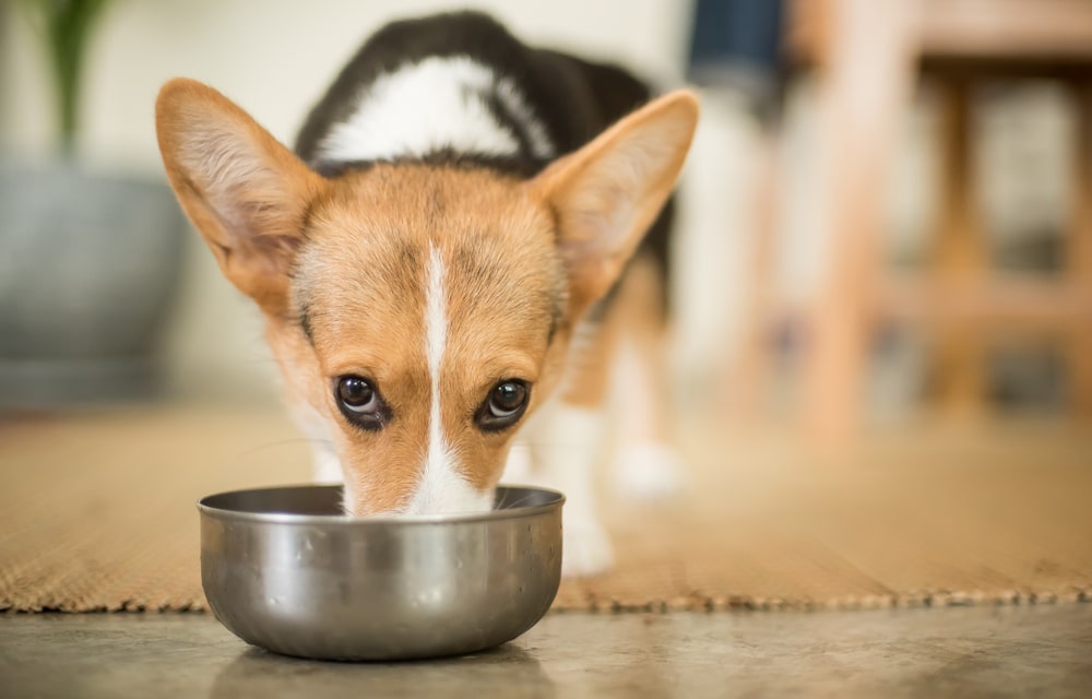 What to feed a Corgi puppy