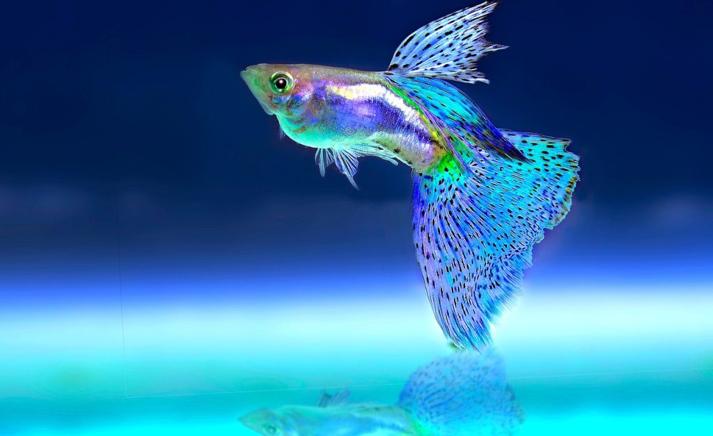 When To Use Blue Light In Aquariums? (The Precise Schedule).