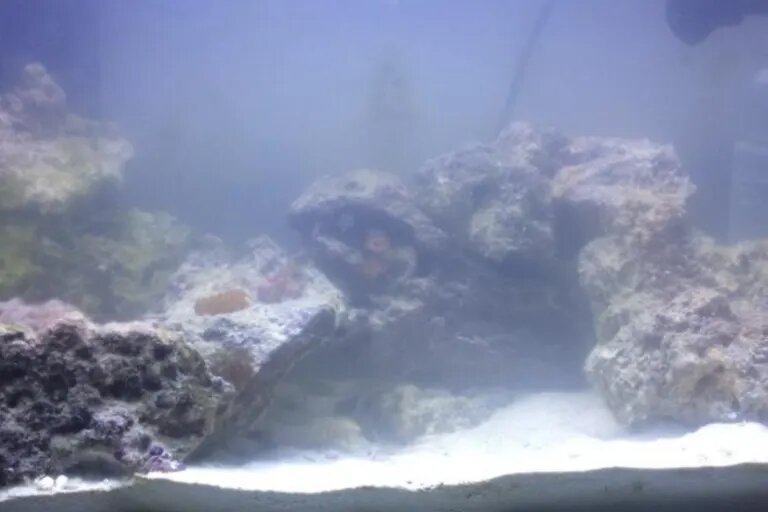 white cloudy aquarium