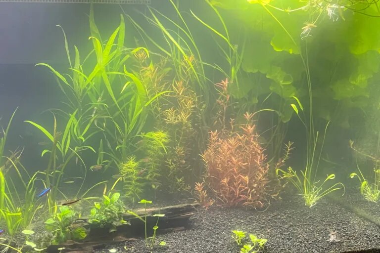 white cloudy fish tank