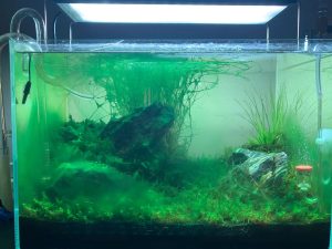 White Cotton-like Fuzz In Fish Tanks: Causes & Treatment.