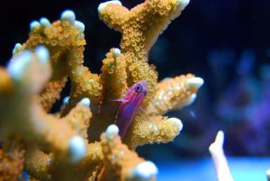 Is White Light Good For Corals? Can They Grow In It?