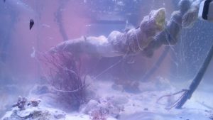 White Liquid Slime In Fish Tank: Causes & Treatment.