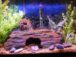 White Particles In Aquariums: All Causes & Solutions.