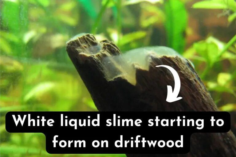 white slime driftwood