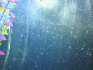 White Specks In Fish Tanks: All Reasons & Solutions.