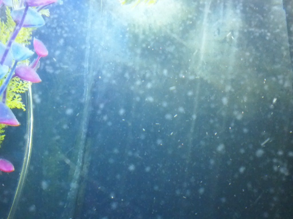 White Specks In Fish Tanks: All Reasons & Solutions.