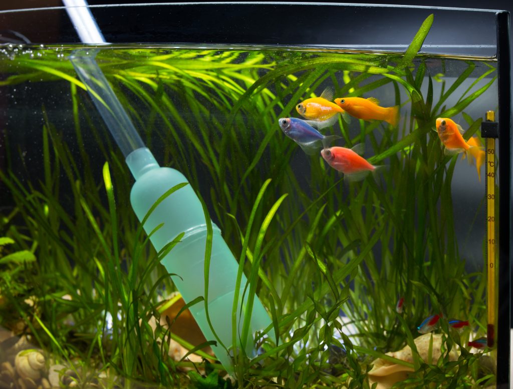 White Stringy Film In Fish Tanks: Causes & Treatment.