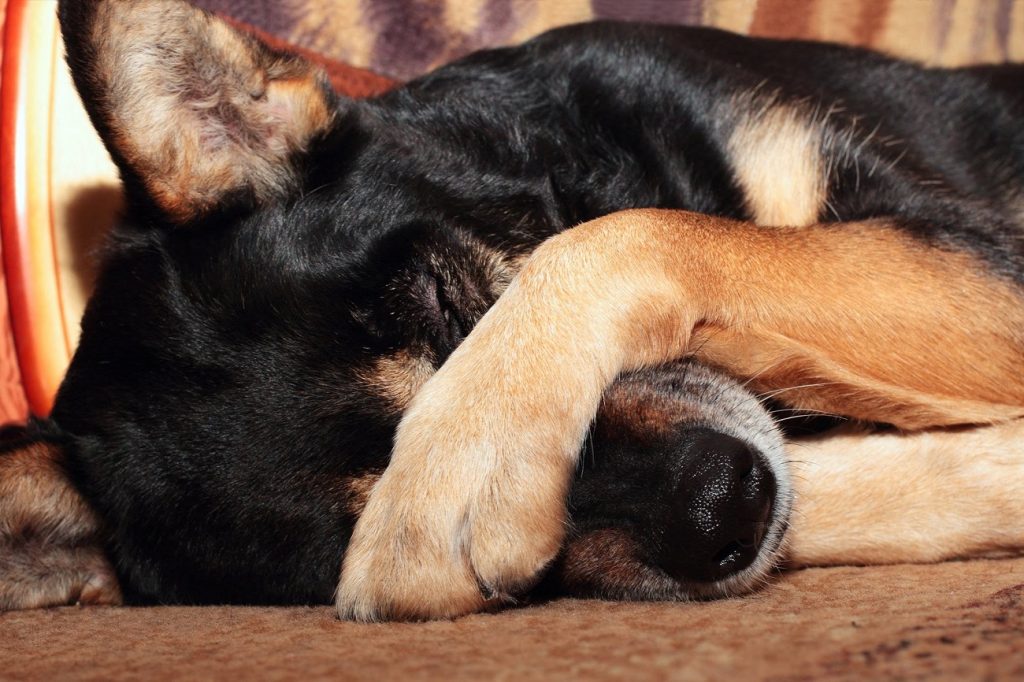 Why Do Dogs Cover Their Face When Sleeping? (10 Reasons).