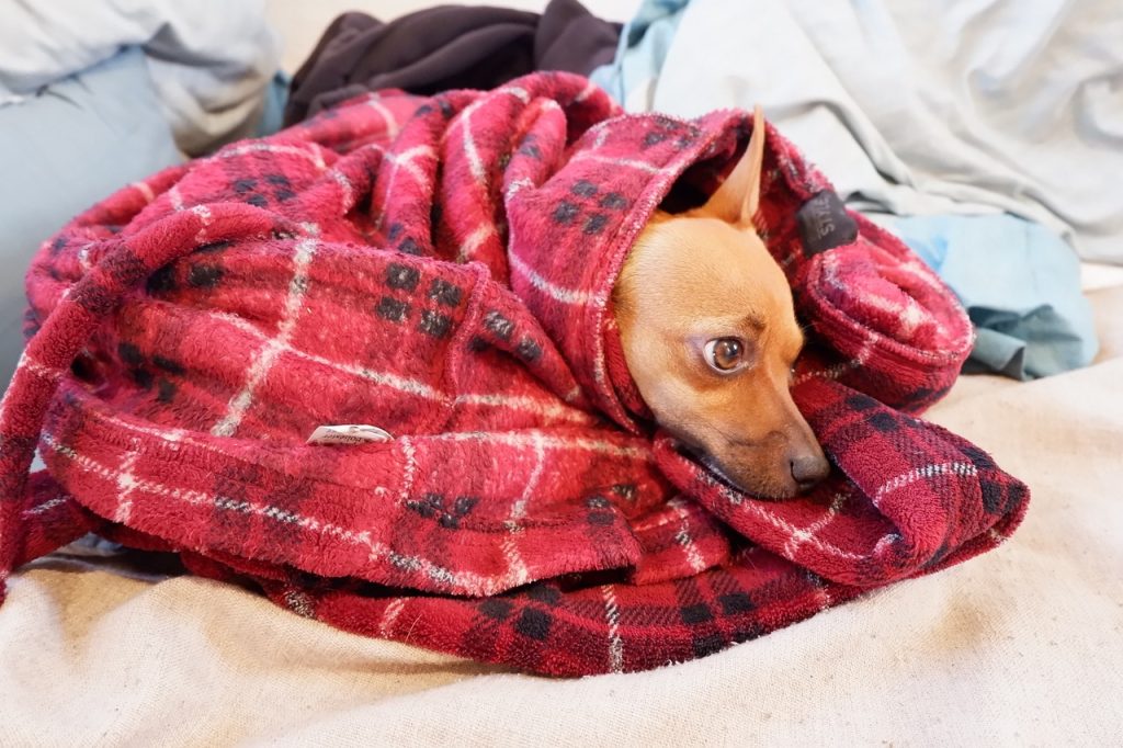 Why Do Dogs Like Blankets? (Trainer Explains).