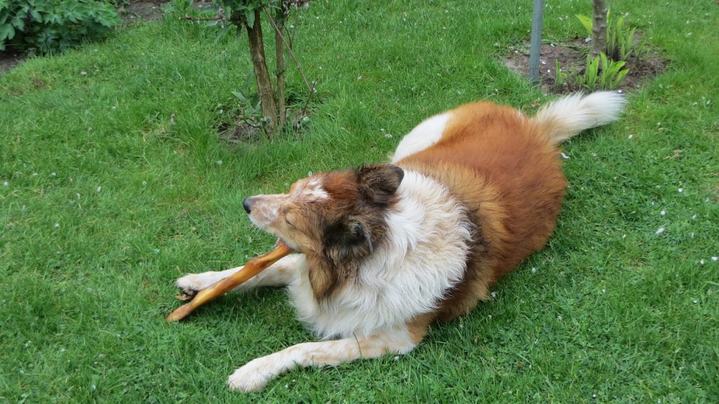 Why Does My Dog Move From Spot To Spot? (Trainer Explains).