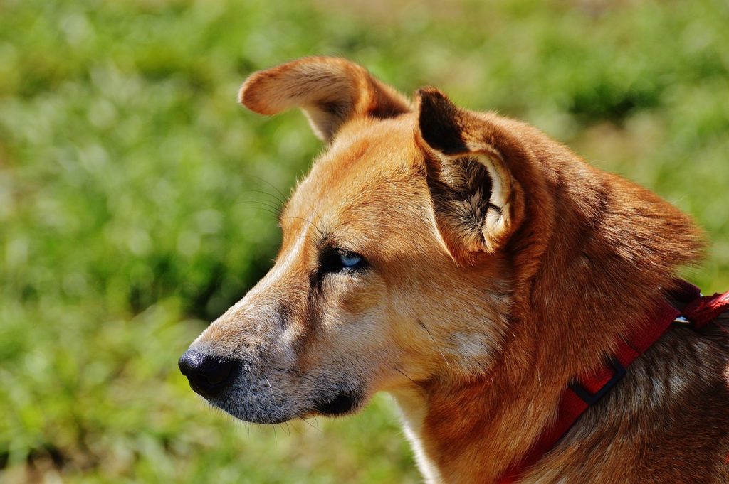 Why Does My Dog Pretend To Bury Food With Their Nose? (Explained By Trainer).