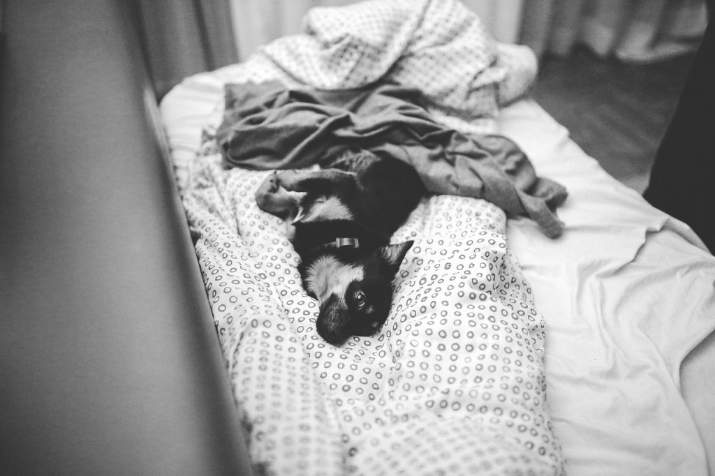 Why Does My Dog Sleep In My Spot? (7 Reasons).