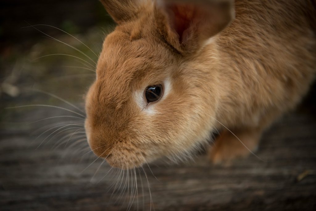 Loss of Appetite in Pet Rabbits.