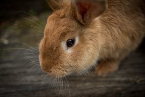 Loss of Appetite in Pet Rabbits.