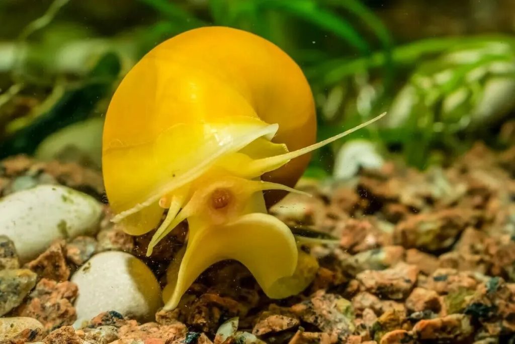 Why Does My Snail Keep Falling? (7 Surprising Reasons).