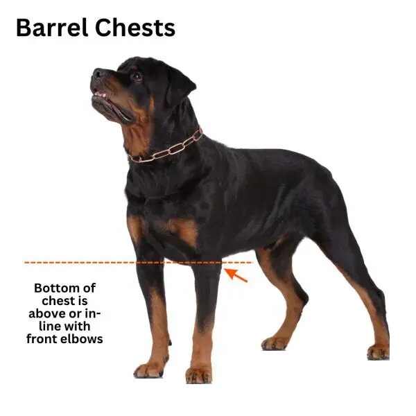 Why Were Barrel-Chested Dogs Bred?