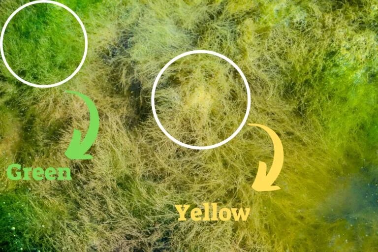 yellow green hair algae