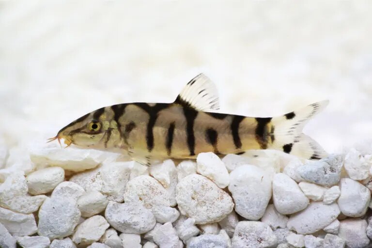 yoyo loach