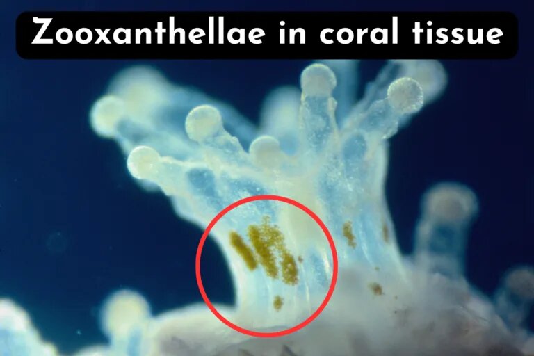 zooxanthellae in coral tissue