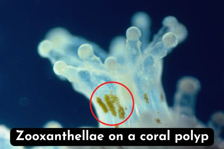 zooxanthellae on a coral polyp