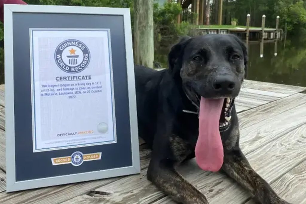 A dog from the United States made it into the Guinness World Records for having the longest tongue.