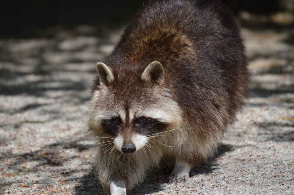 A hungry raccoon stole the ordered pizza right from the porch.