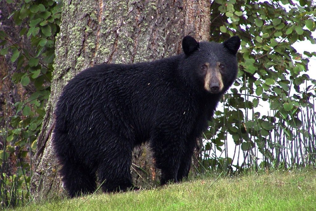 A man's relaxation was interrupted by a bear that approached him closely.