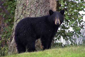 A man’s relaxation was interrupted by a bear that approached him closely.