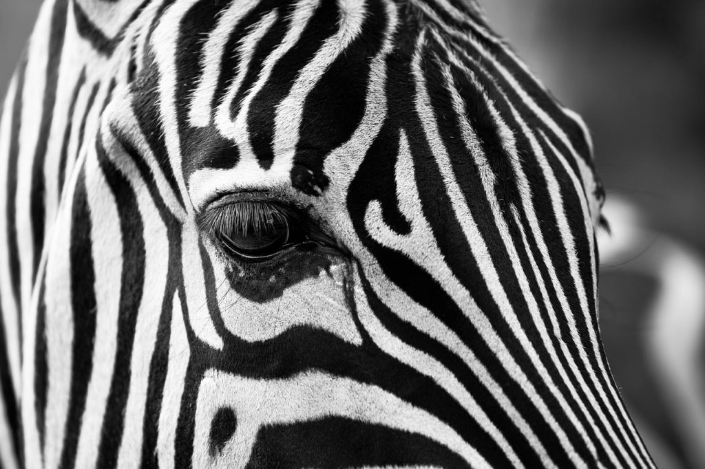 A zebra escaped from the zoo and roamed the streets of Seoul for three hours.