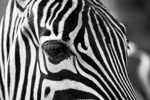 A zebra escaped from the zoo and roamed the streets of Seoul for three hours.