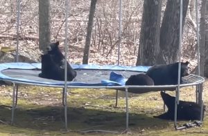Bears managed to get into the backyard of a private house and started bouncing on a trampoline.