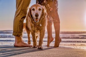 Can you take a dog to the beach? Every owner should know this.