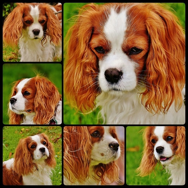 Cavalier King Charles Spaniel