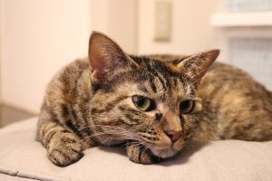 Common cat diseases: symptoms to watch out for.