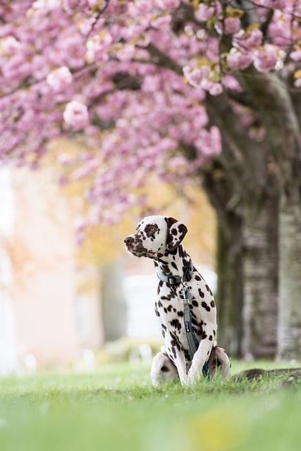 Dalmatian