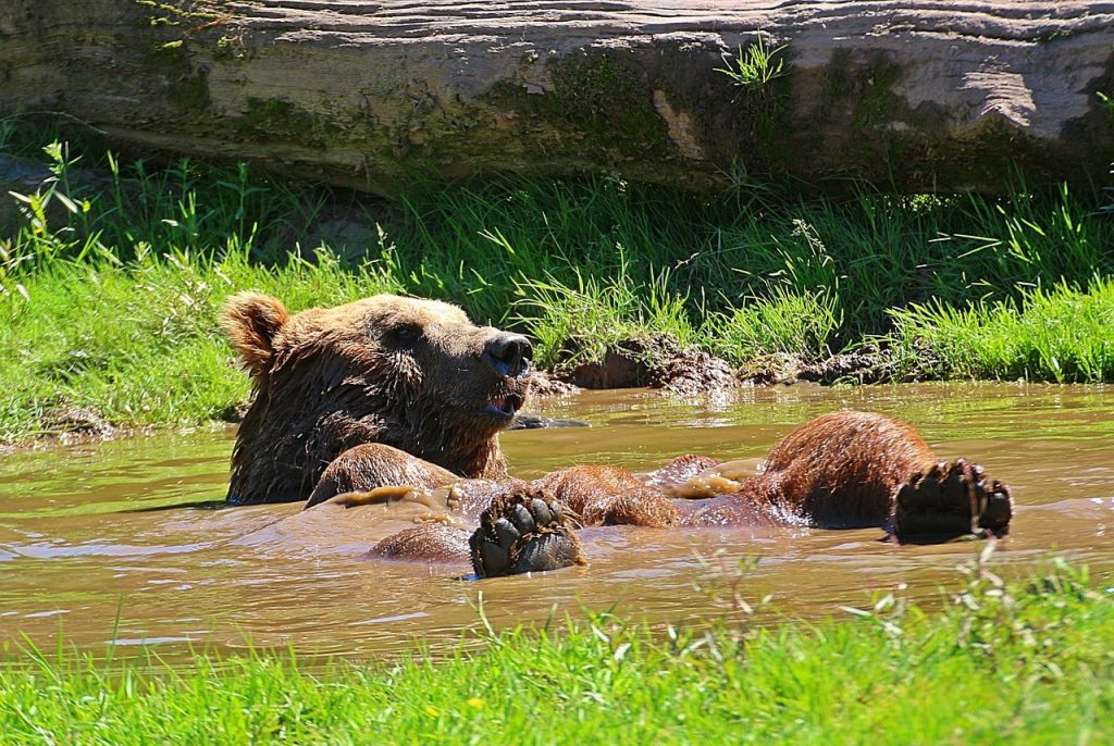Decided to cool down: the bear felt hot and bathed in a dirty puddle.