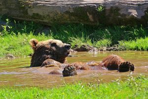 Decided to cool down: the bear felt hot and bathed in a dirty puddle.
