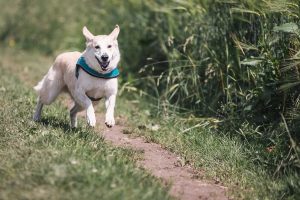 Dog trainers have explained what to do if your dog is excessively active.