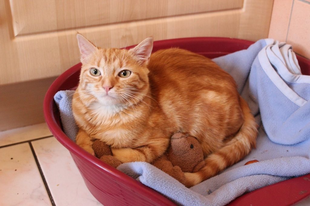 Experienced housewives recommended a simple remedy that will eliminate the cat smell in the apartment.