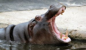 Hippopotamus feast: watch how these animals devour pumpkins with great appetite.