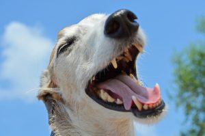How and with what to clean a dog’s teeth at home: tips, recommendations.