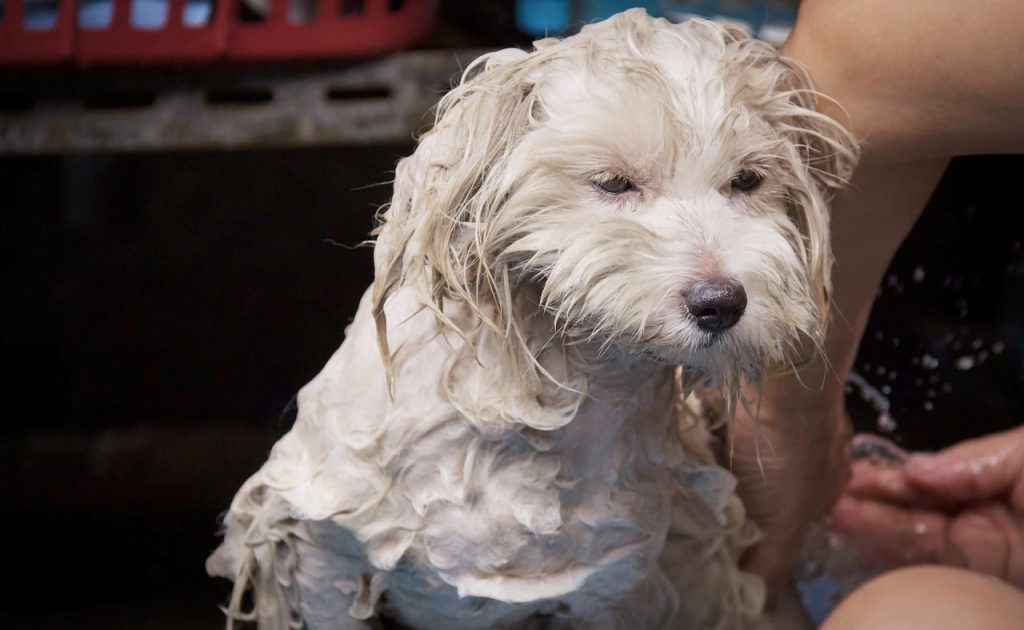 How to properly wash a dog to prevent it from smelling like a dog: tips and life hacks.