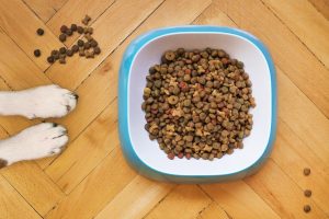 How to train a dog to eat dry food, tips from veterinarians.