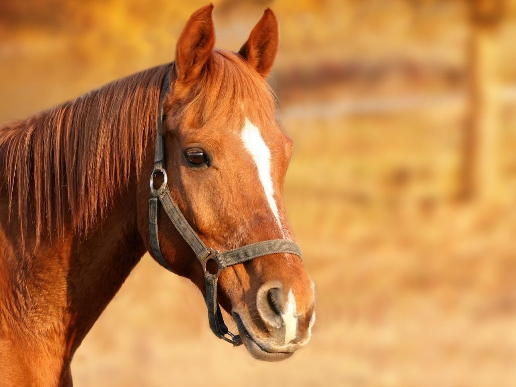 It has been revealed why horses sleep standing up - research by scientists.