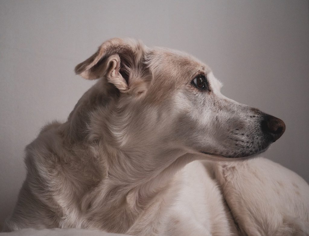 It turns out that the structure of a dog's skull can reveal information about its cognitive abilities.