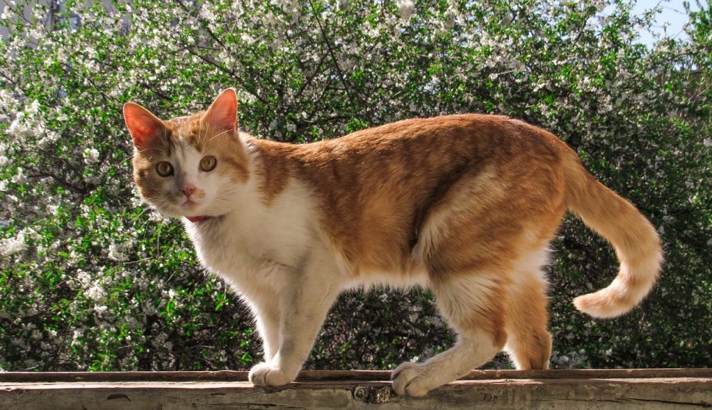 Make it only worse: which vegetables and fruits should not be fed to cats?