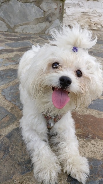 Maltese Bichon